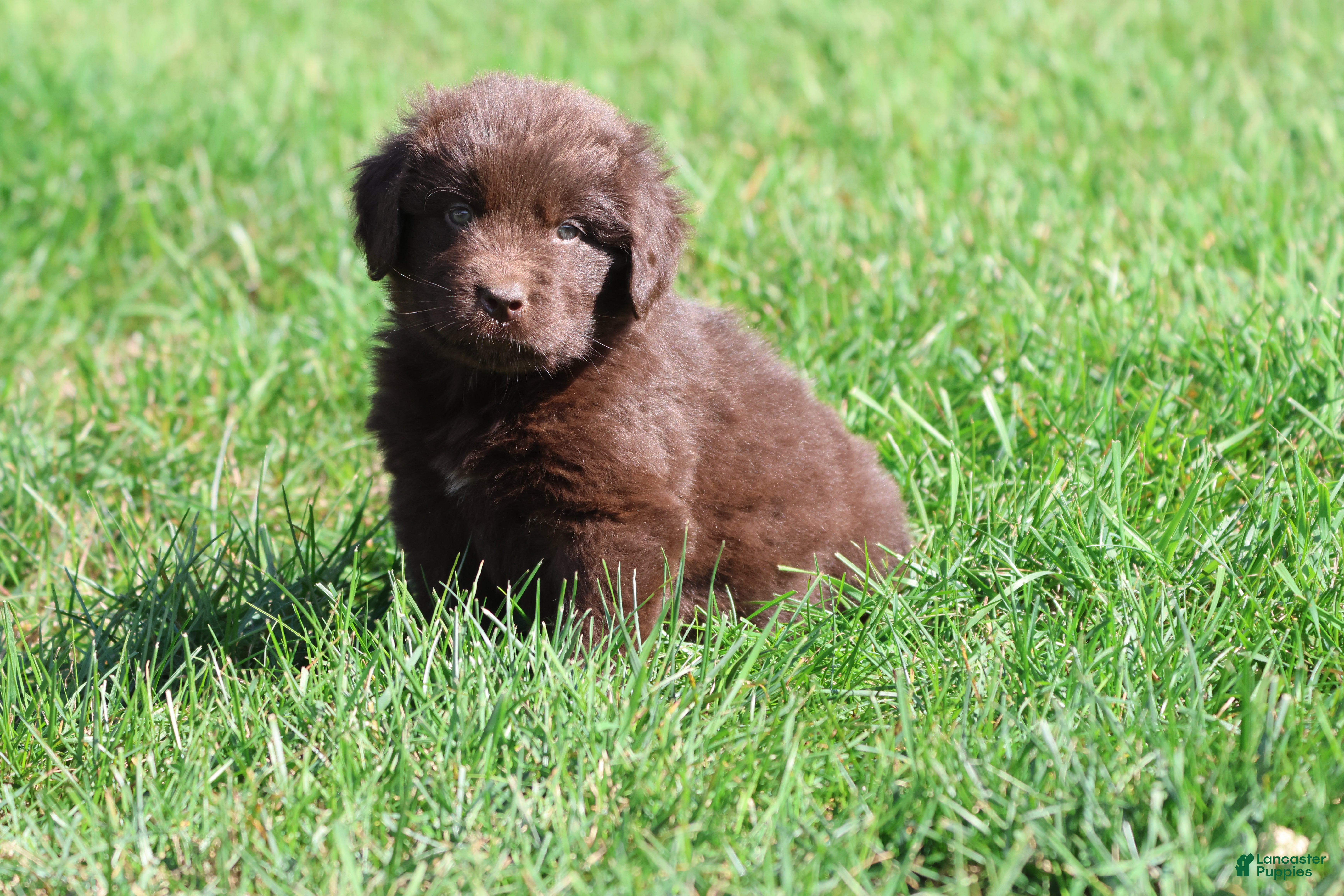 Newfoundland dogs for sale: Hot Cocoa - Ad 26