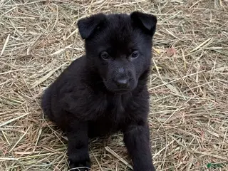 German Shepherd dogs German Shepherd Puppy 2 - Ad 19