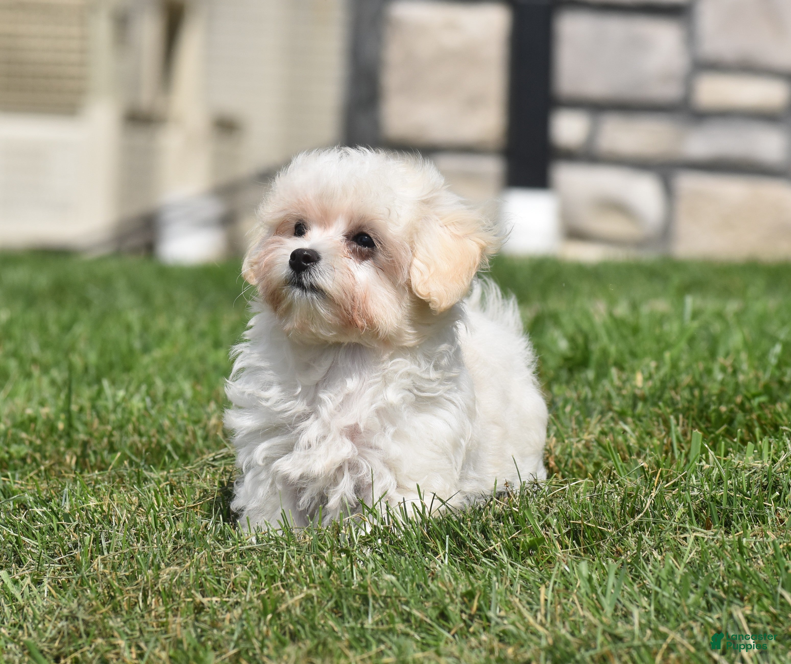 Maltipoo dogs Ace - Ad 1