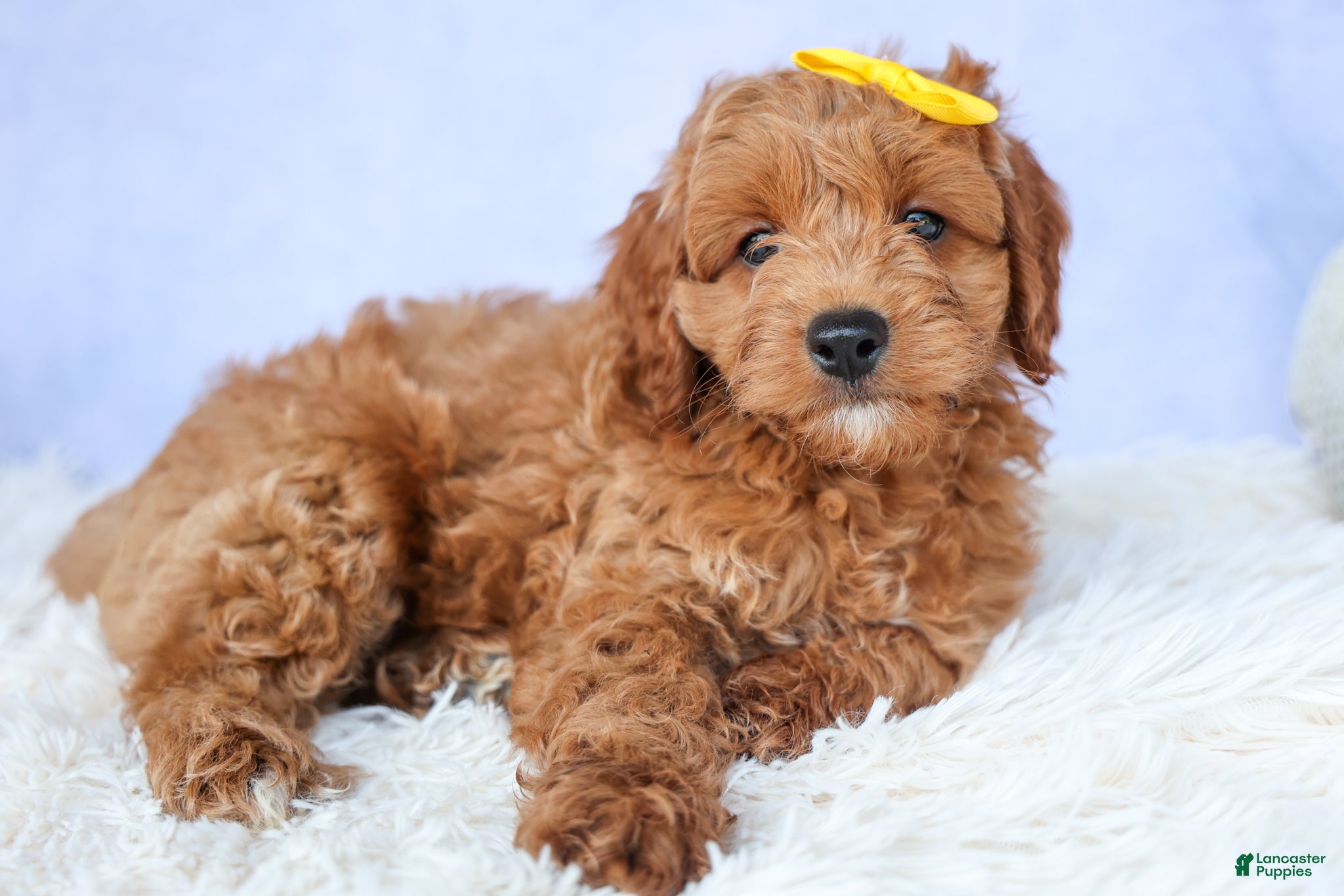 Cavapoo dogs TITUS - Ad 2