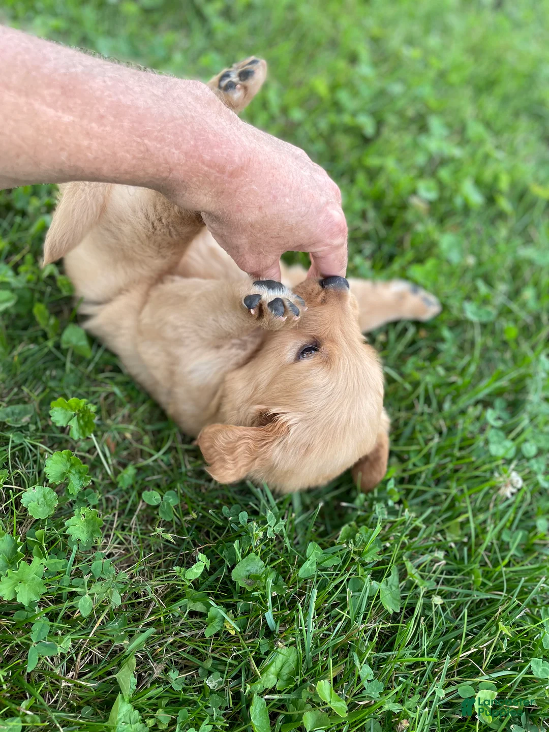 Golden Retriever dogs for sale: Duke - Ad 1
