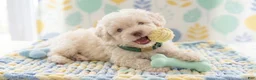 Maltipoo dogs for sale: GUCCI - Ad 5