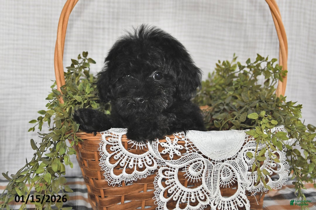 Havapoo dogs for sale: Skye - Ad 2