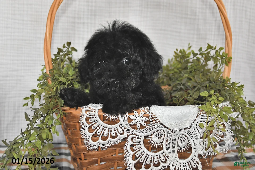 Havapoo dogs for sale: Skye - Ad 2