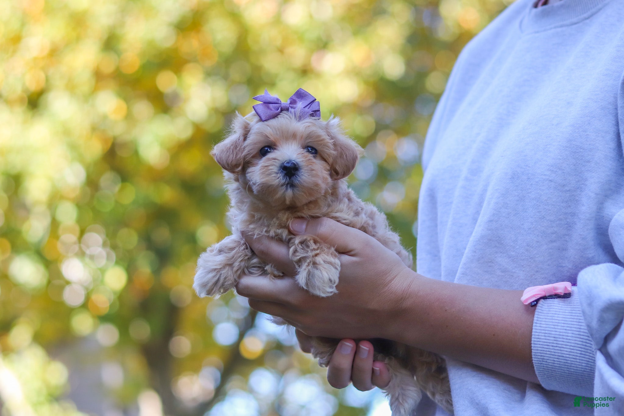 Maltipoo dogs Wren - Ad 1