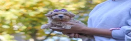 Maltipoo dogs for sale: Wren - Ad 1