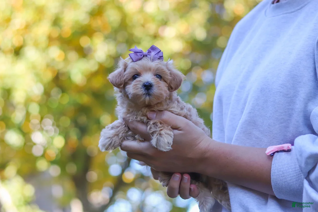 Maltipoo dogs for sale: Wren - Ad 1