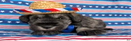 Miniature Schnauzer dogs for sale: Kenneth Miniature Schnauzer  - Ad 3