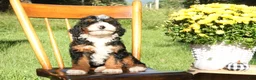 Mini Bernedoodle dogs for sale: Pecan - Ad 5