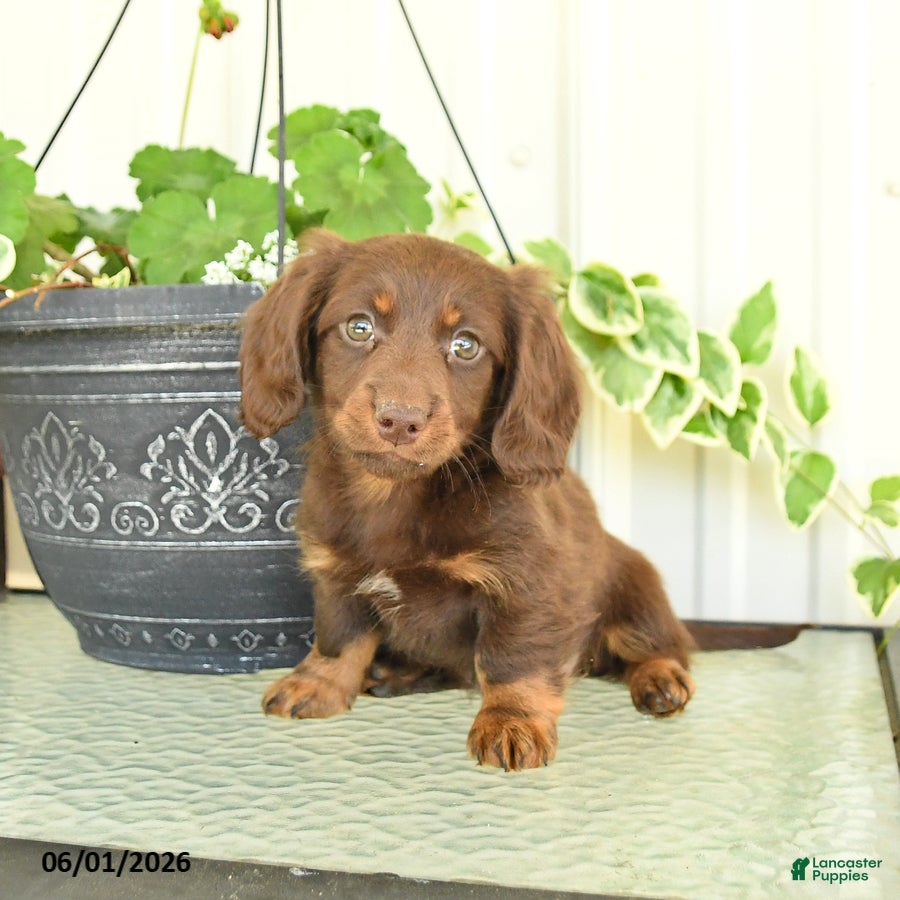 Dachshund dogs for sale: Milan - Ad 2
