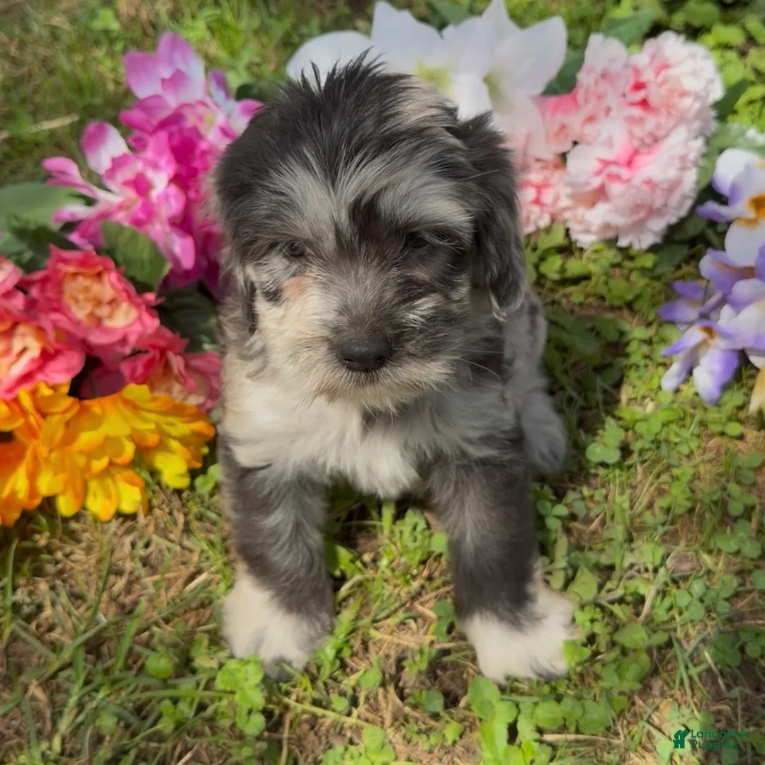 Mini Goldendoodle dogs for sale: Willow  - Ad 1