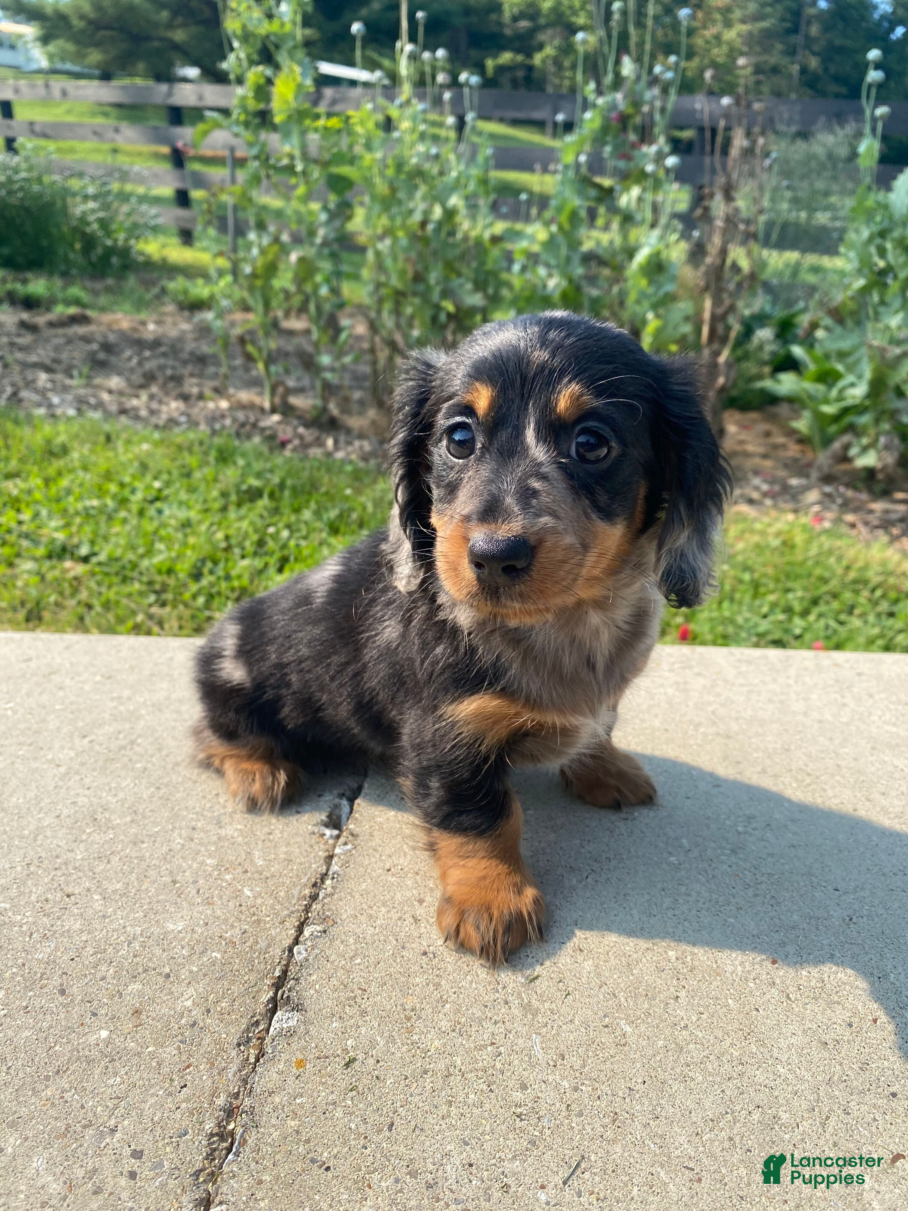 Miniature Dachshund dogs Mario - Ad 2