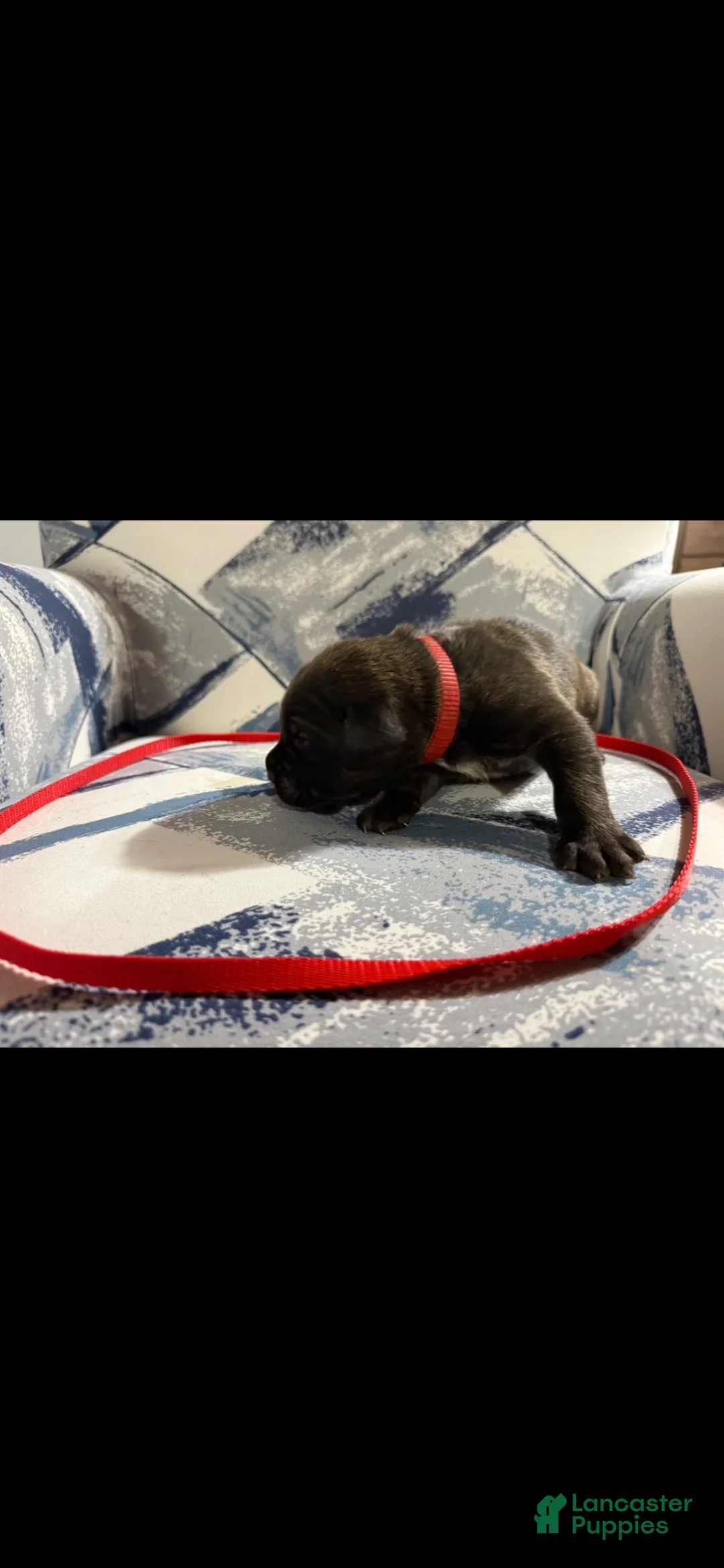 Cane Corso dogs for sale: Cane Corso Puppy 1 - Ad 2
