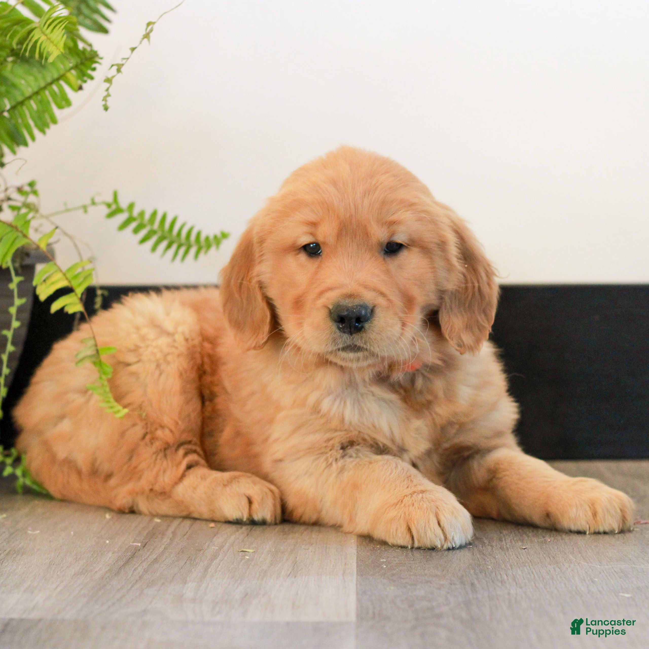 Golden Retriever dogs Tonya  - Ad 2