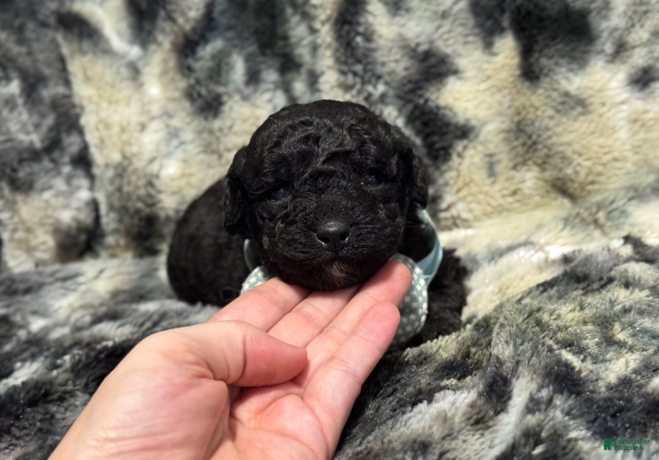 Mini Aussiedoodle dogs Bean - Ad 8