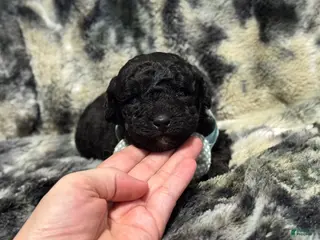 Mini Aussiedoodle dogs Bean - Ad 8