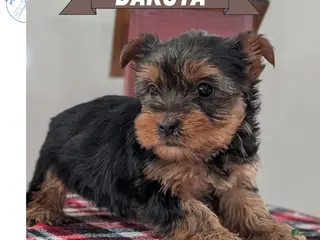 Yorkshire Terrier dogs Dakota - Ad 2