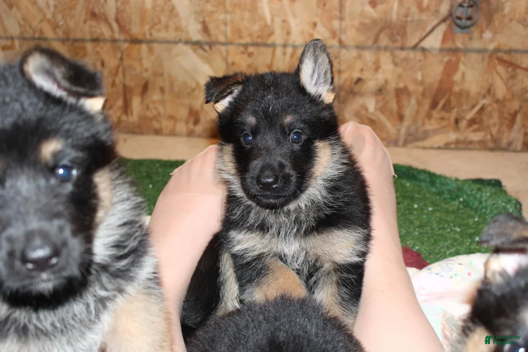 German Shepherd dogs for sale: Connie, light blue collar - Ad 16