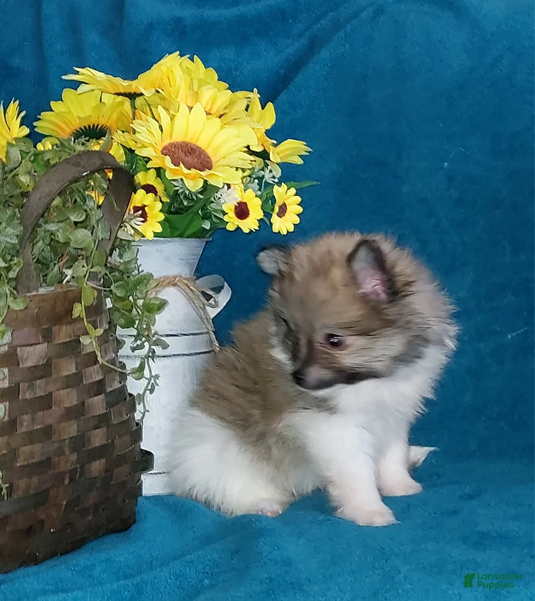 Pomeranian dogs for sale: Spot - Ad 1