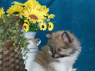 Pomeranian dogs for sale: Spot - Ad 2