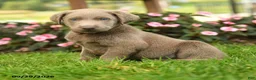 Labrador Retriever dogs for sale: Skippy - Ad 1