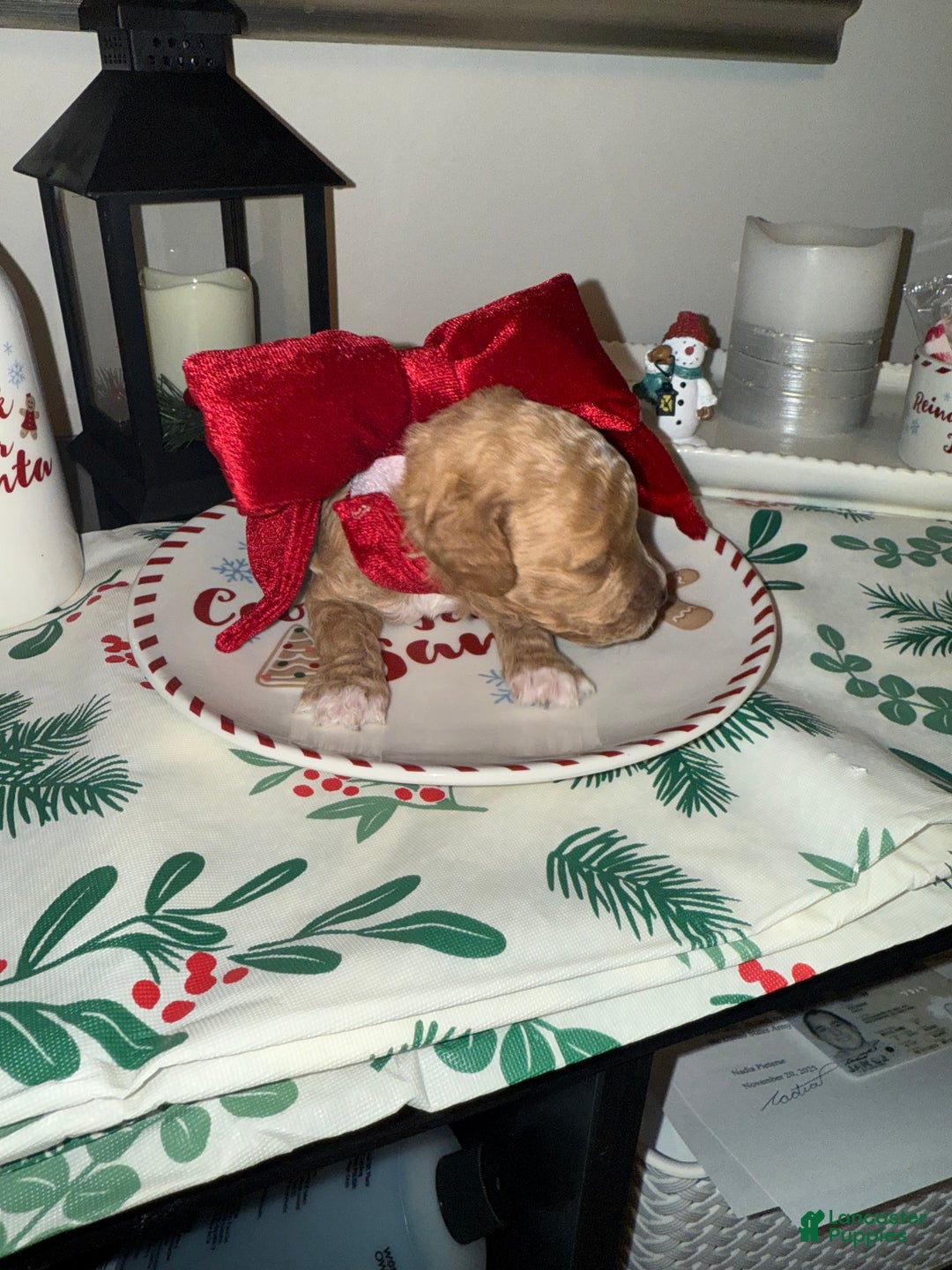 Toy Poodle dogs for sale: Remy - Ad 3