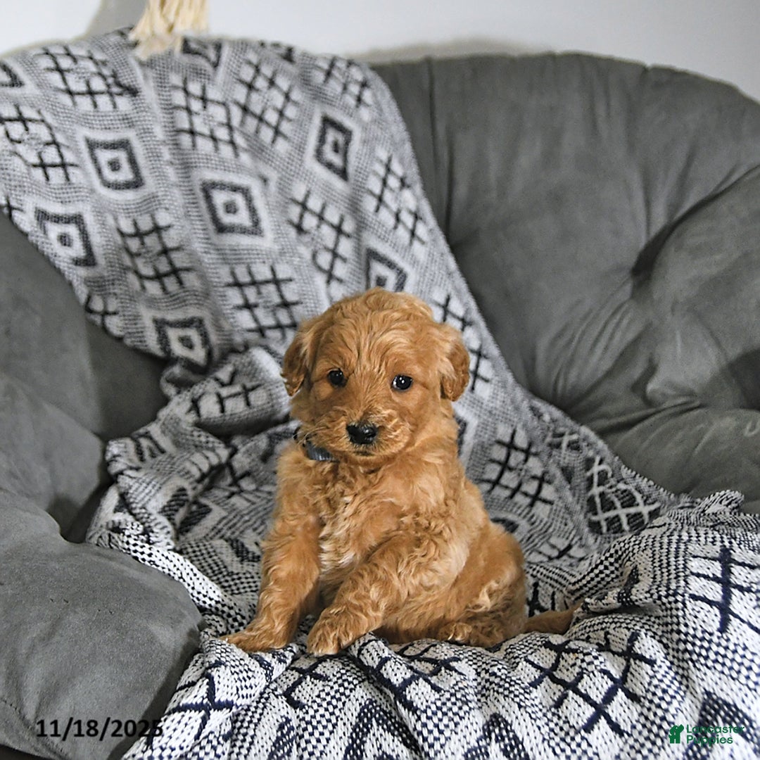 Mini Goldendoodle dogs for sale: Elf - Ad 7