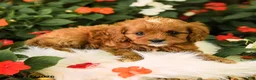 Cavapoo dogs for sale: Bingo - Ad 3