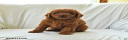 Mini Goldendoodle dogs for sale: Lincoln - Ad 2