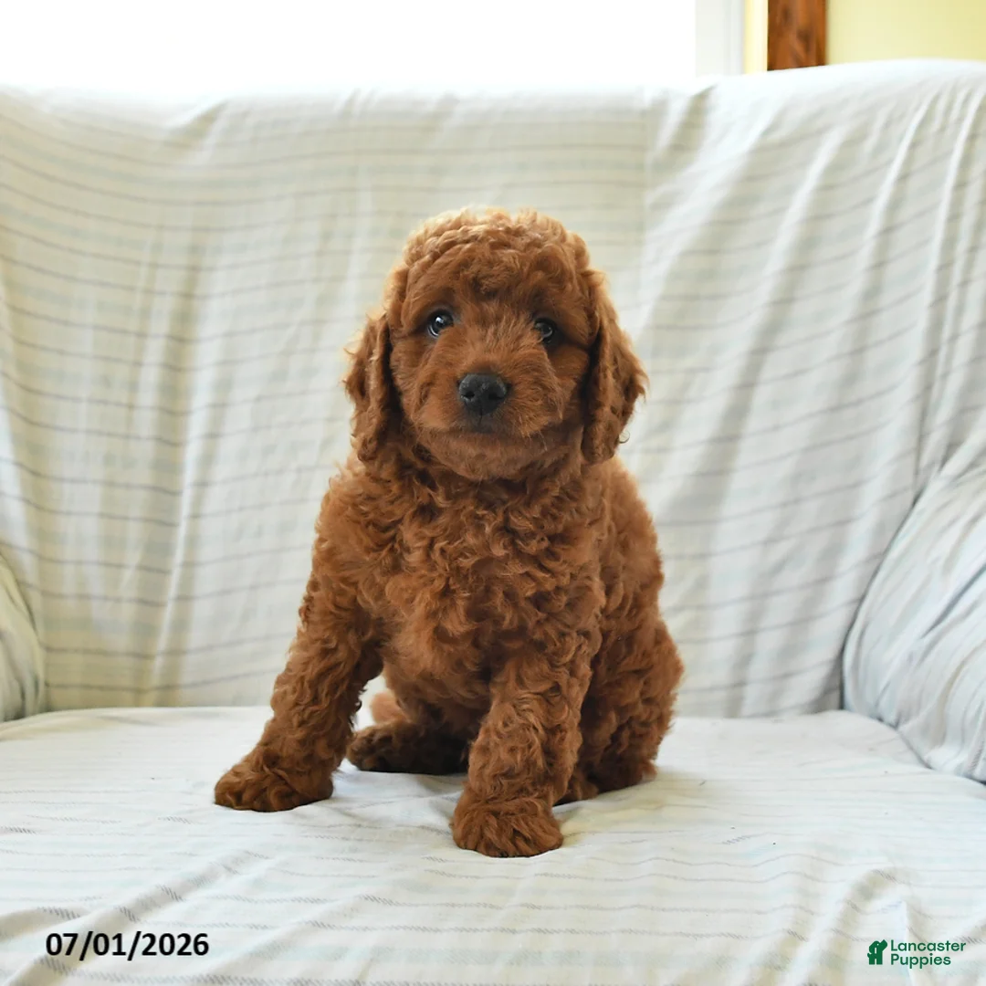 Mini Goldendoodle dogs for sale: Lincoln - Ad 2