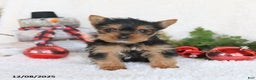 Yorkshire Terrier dogs for sale: Cookie - Ad 1