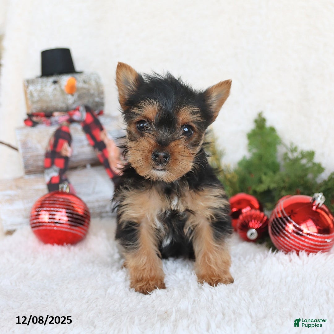 Yorkshire Terrier dogs for sale: Cookie - Ad 1