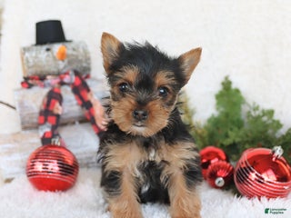 Yorkshire Terrier dogs Cookie - Ad 10