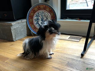 Shih Tzu dogs Shih Tzu Puppy 1 - Ad 36