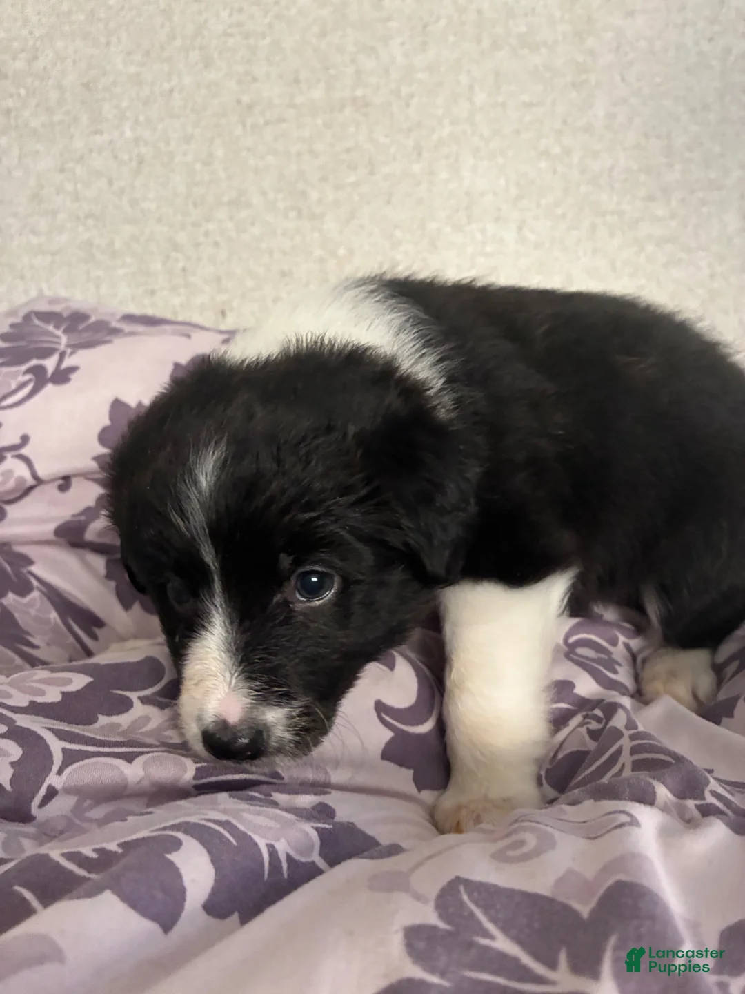 Shetland Sheepdog dogs for sale: Oreo  - Ad 1