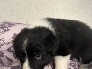 Shetland Sheepdog dogs Oreo - Ad 40