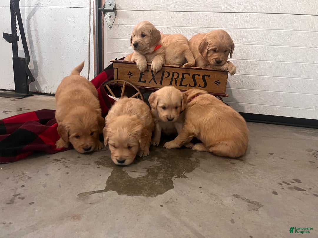 Standard Poodle dogs for sale: Mango🐾❤️AKC Genetic Tested🐾❤️6108066386 - Ad 10