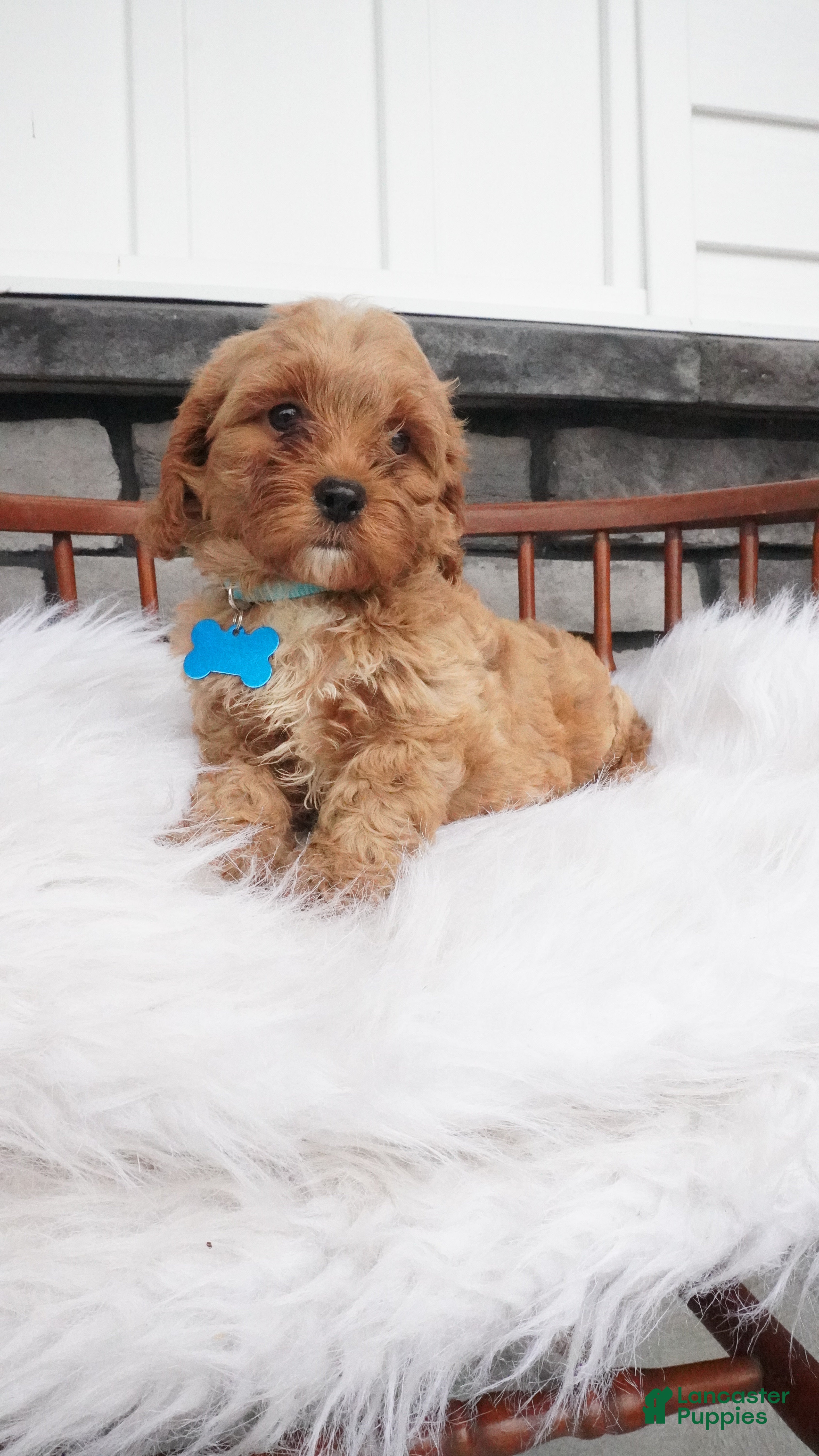 Cavapoo dogs Fritz - Ad 2