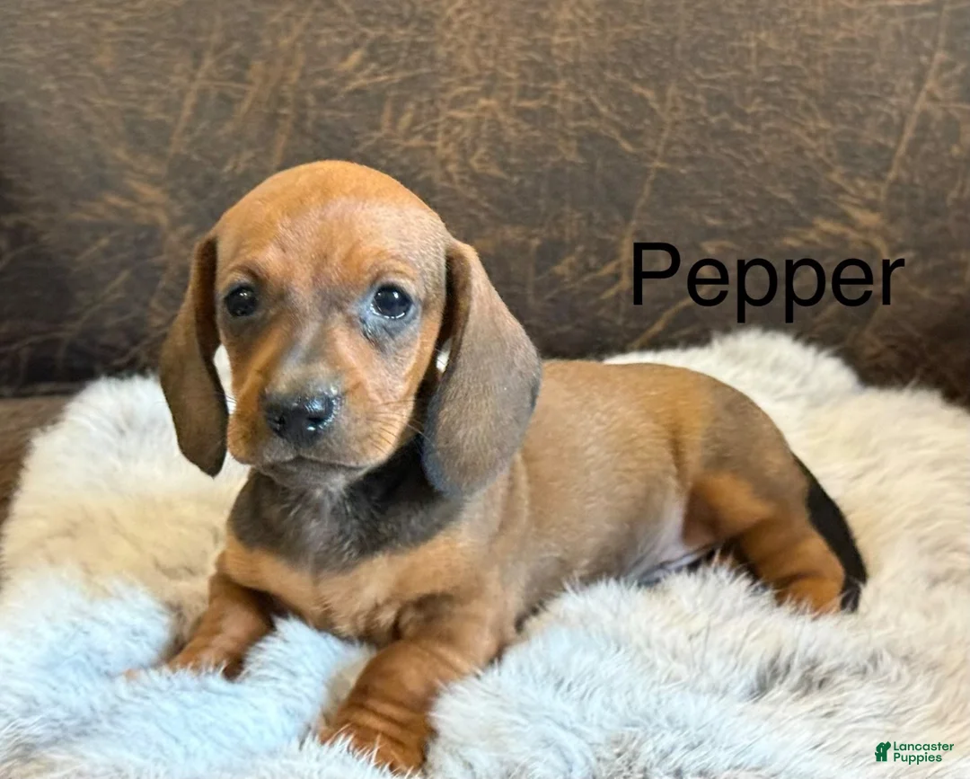 Miniature Dachshund dogs for sale: Pepper - Ad 1