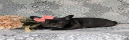 French Bulldog dogs for sale: Nadia - Ad 39