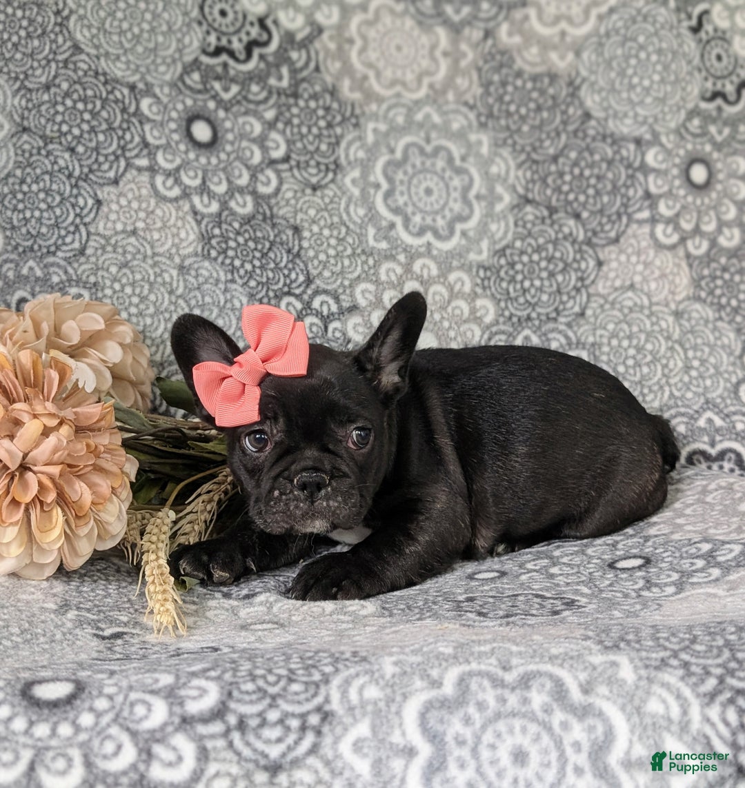 French Bulldog dogs for sale: Nadia - Ad 39