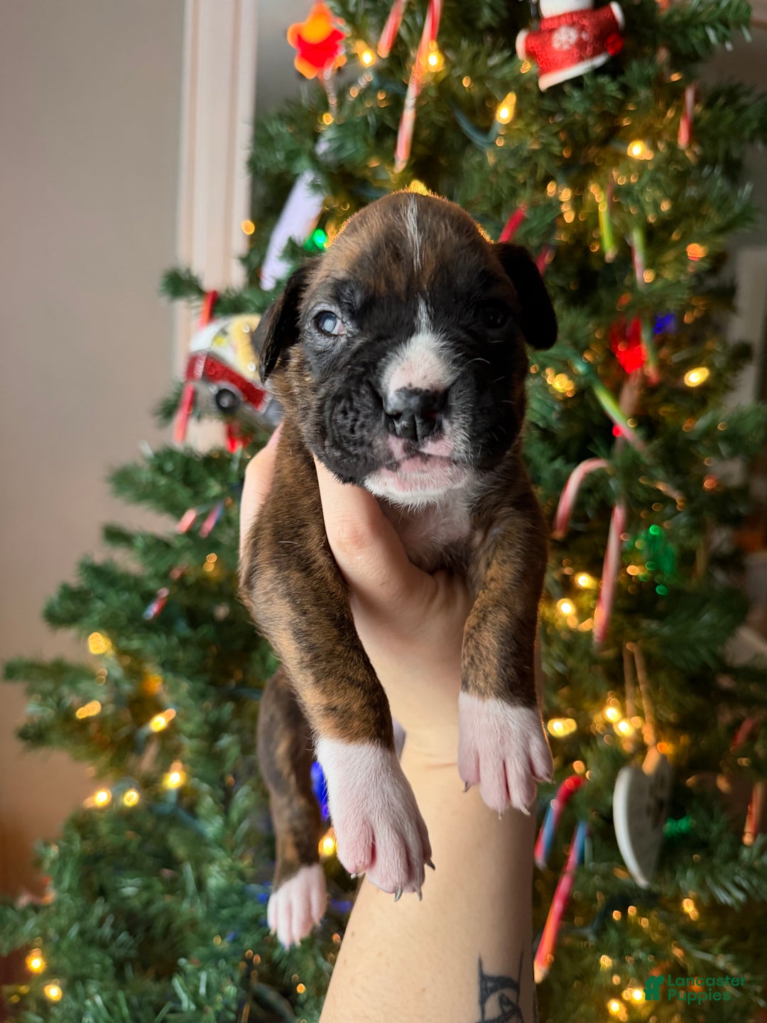 Boxer dogs for sale: Joe - Ad 3