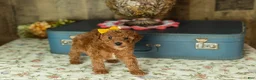Mixed Breed dogs for sale: Kimberly  - Ad 4