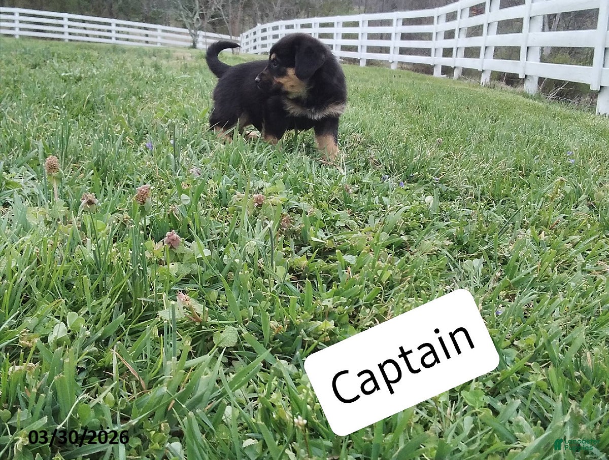 Mixed Breed dogs Captain - Ad 1