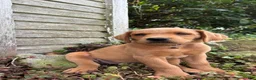 Labradoodle dogs for sale: Arrow - Ad 4