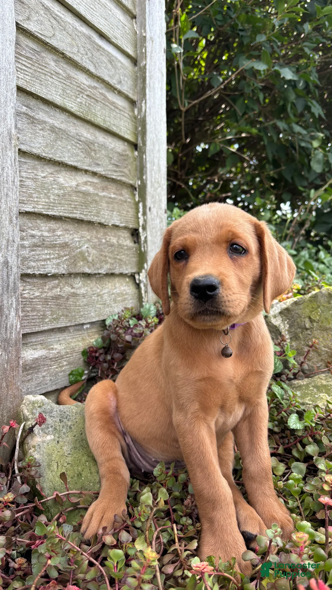 Labradoodle dogs for sale: Arrow - Ad 4