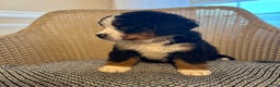 Bernese Mountain Dog dogs for sale: Indie - Ad 4