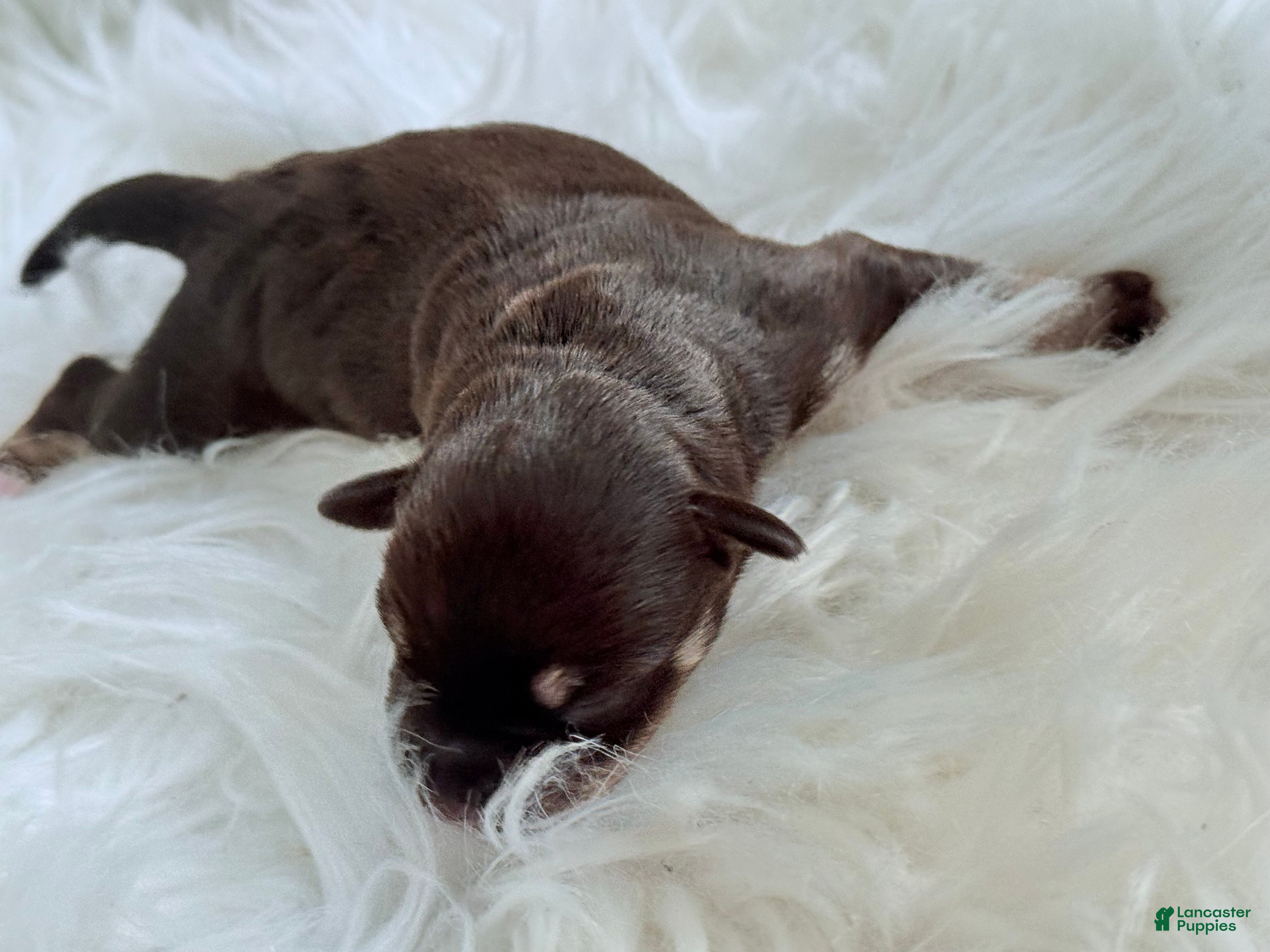 Miniature Schnauzer dogs Miniature Schnauzer Puppy 4 - Ad 15