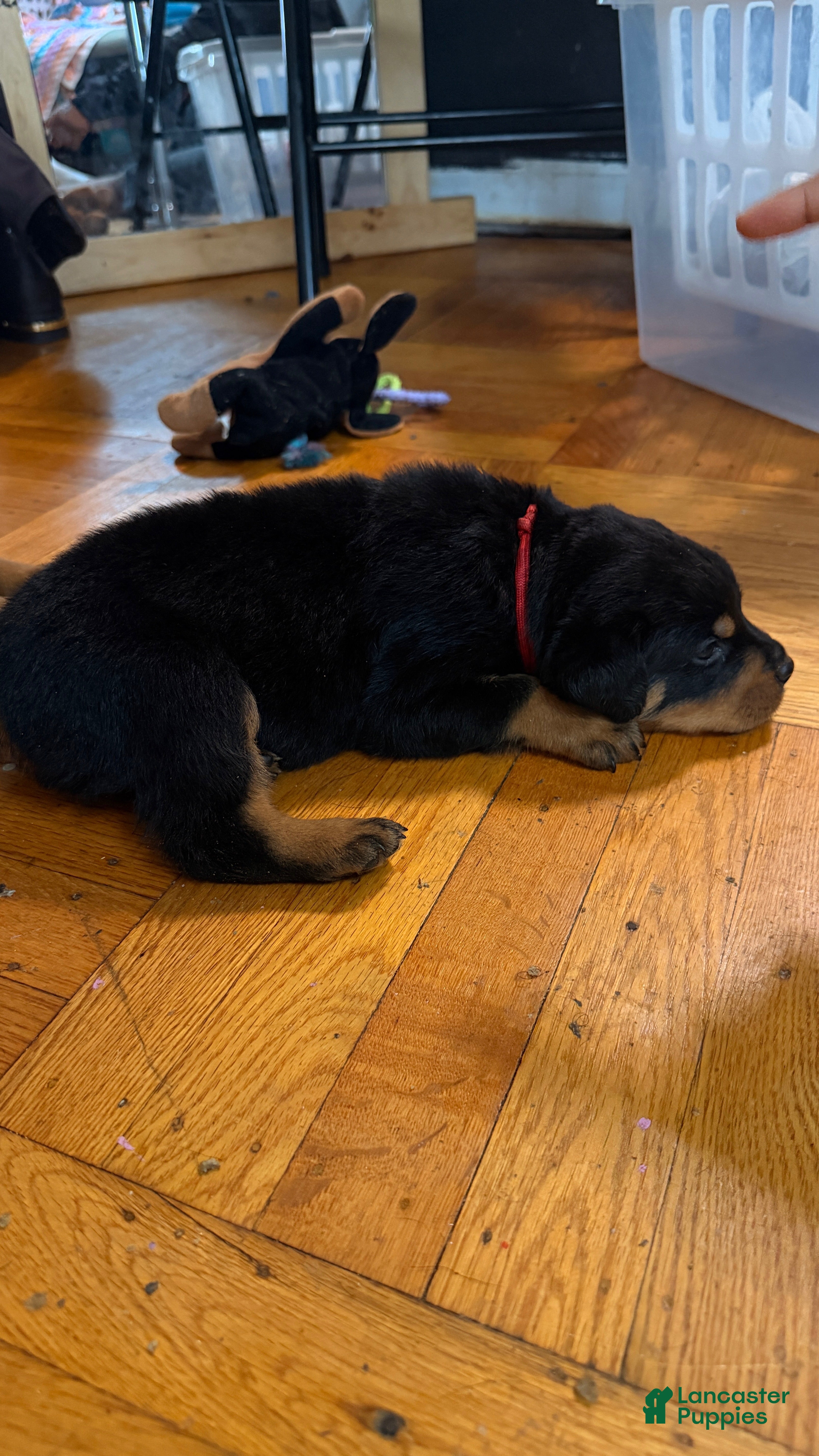 Rottweiler dogs Remy - Ad 2