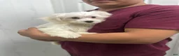 Maltese dogs for sale: Maltese 2 - Ad 3